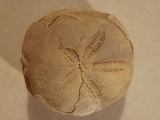 Echinodermer